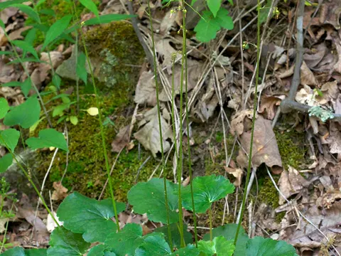 Hohes Purpurglöckchen (Heuchera americana)