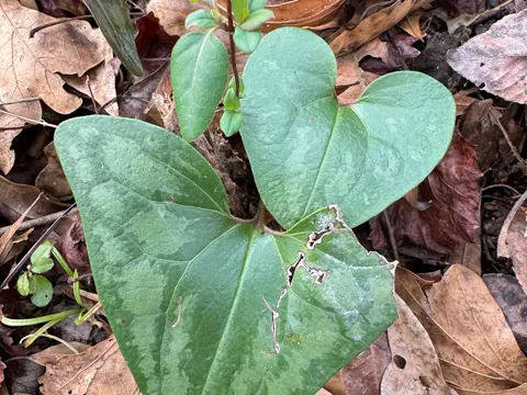 Deciduous Wild Ginger (Hexastylis arifolia)