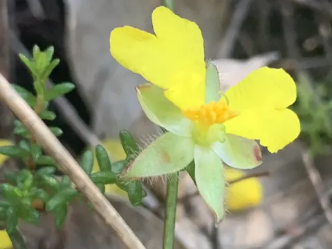 Hibbertia puberula (Hibbertia puberula)