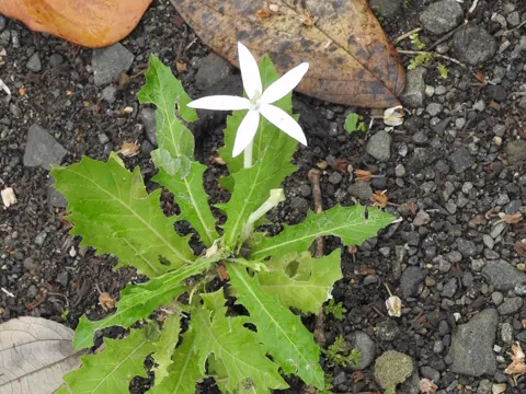 Langblütige Lobelie (Hippobroma longiflora)