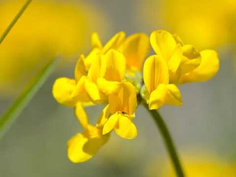Schopfiger Hufeisenklee (Hippocrepis comosa)