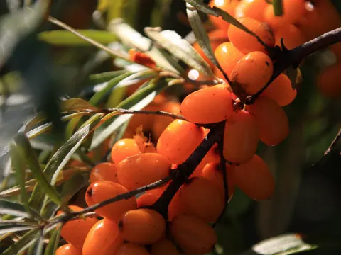 Sea Buckthorn