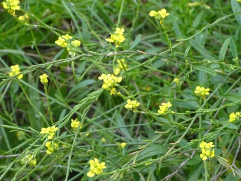 Grausenf (Hirschfeldia incana)