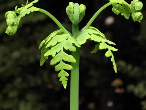 Histiopteris incisa (Histiopteris incisa)