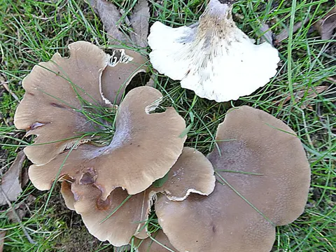 Blattförmiger Muscheling (Hohenbuehelia petaloides)