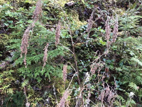 Zierliche Holodiscus