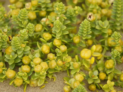 Salzmiere (Honckenya peploides)
