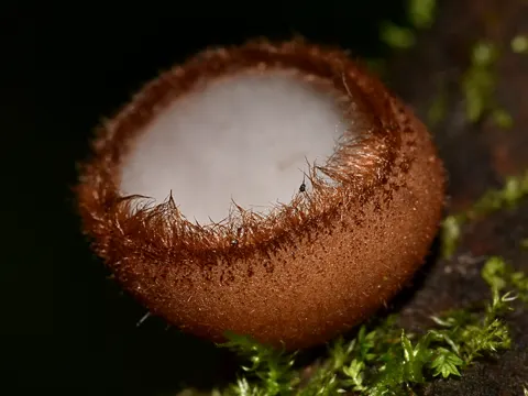 Hemispherical Cup Fungus (Humaria hemisphaerica)