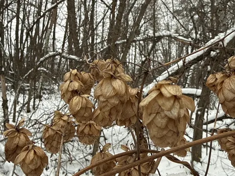 Hop