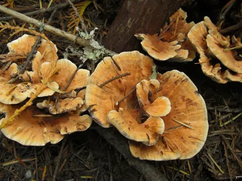 Flockenstieliger Hexen-Stacheliger