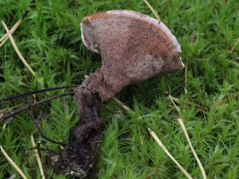 Flötendes Pilzchen