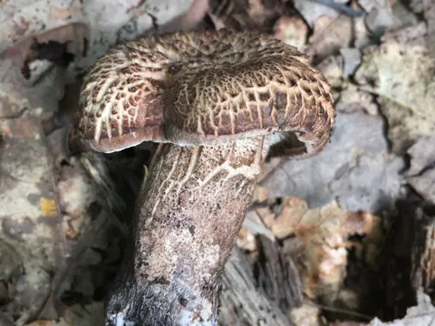 Hydnellum scabrosum (Hydnellum scabrosum)