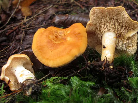 Genabelter Semmelstoppelpilz (Hydnum umbilicatum)