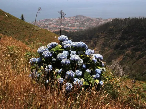 Bigleaf Hydrangea (Hydrangea macrophylla)