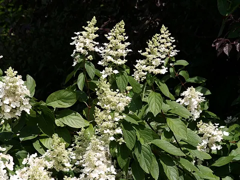 Hydrangea paniculata
