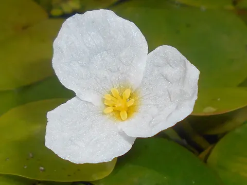 Frogbit (Hydrocharis morsus-ranae)
