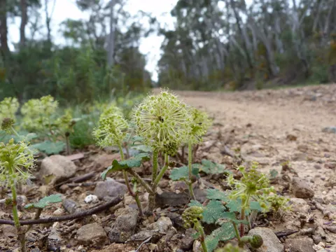 Hydrocotyle laxiflora (Hydrocotyle laxiflora)