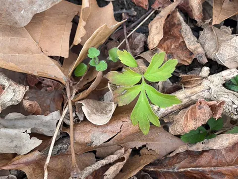 Hydrophyllum virginianum