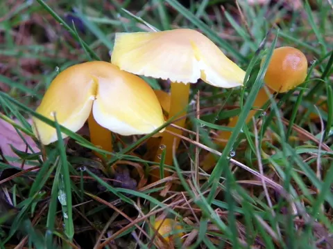 Stumpfer Saftling (Hygrocybe chlorophana)