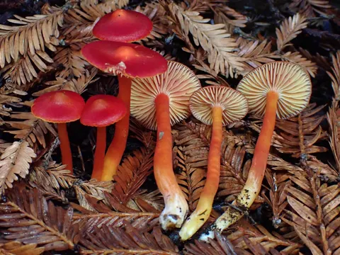 Scarlet Waxcap