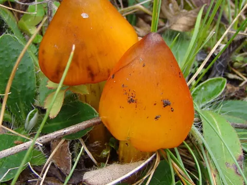 Kegeliger Saftling (Hygrocybe conica)