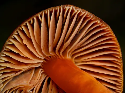 Crimson Waxcap (Hygrocybe punicea)