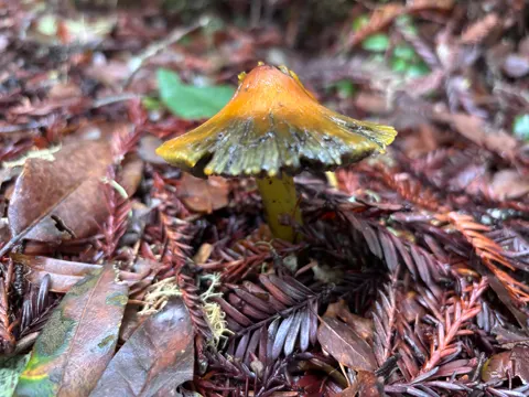 Singer Wachstum (Hygrocybe singeri)