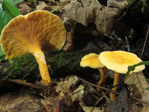 Orange Waxcap