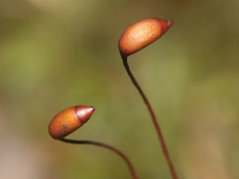 Cypress-leaved Plait-moss