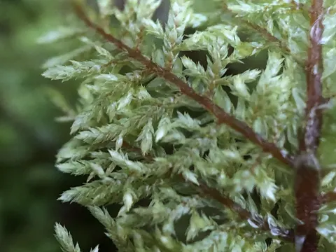Splendid Feather Moss