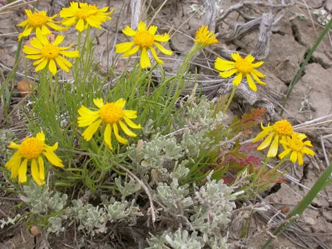 Hymenoxys richardsonii (Hymenoxys richardsonii)