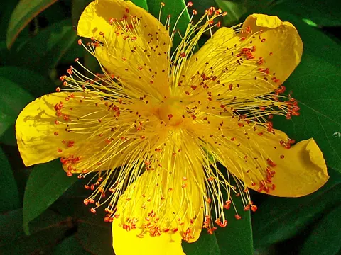 Großblumiges Johanniskraut (Hypericum calycinum)