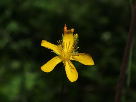 Berg-Johanniskraut (Hypericum montanum)
