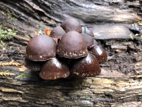 Hypholoma brunneum (Hypholoma brunneum)