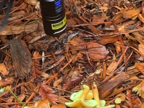 Sulphur Tuft