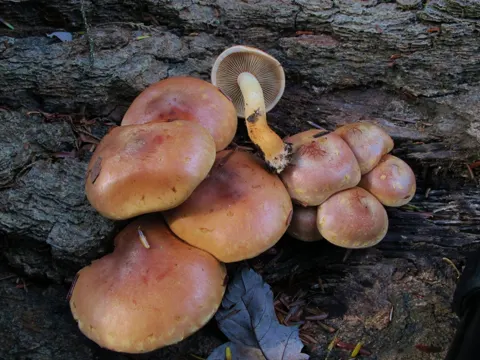 Ziegelroter Schwefelkopf (Hypholoma lateritium)