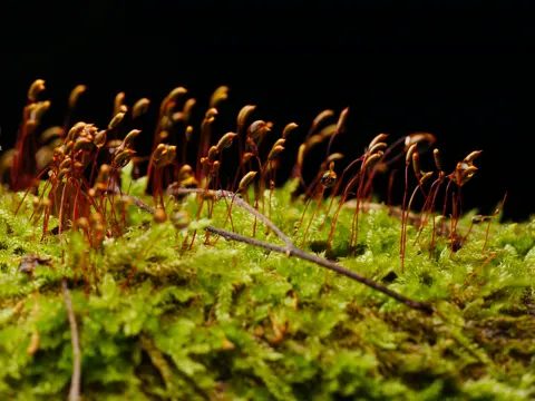 Zypressenschlafmoos (Hypnum cupressiforme)