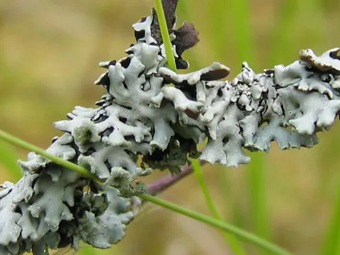 Powdered Shield Lichen