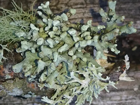 Röhrige Blasenflechte (Hypogymnia tubulosa)