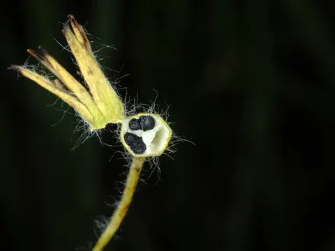 Behaarte Hypoxis
