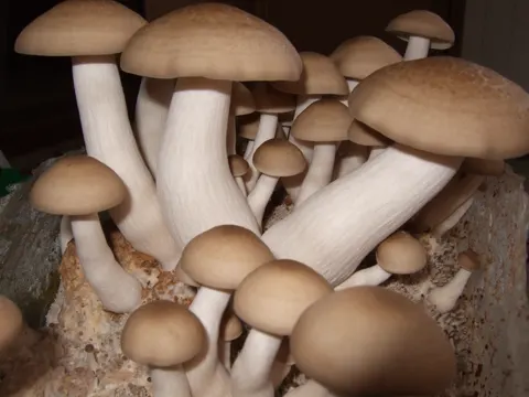 Buchenrasling (Hypsizygus tessulatus)