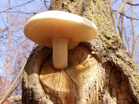 Rüsterling (Hypsizygus ulmarius)