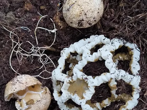 Käfig-Pilz (Ileodictyon cibarium)