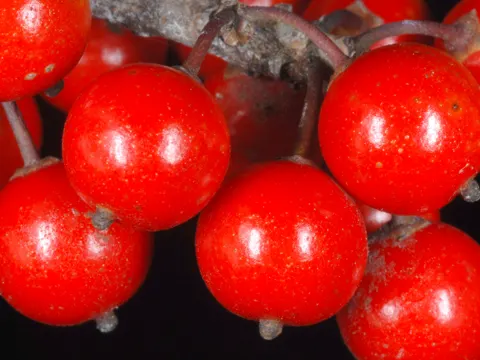 Laubabwerfende Stechpalme
