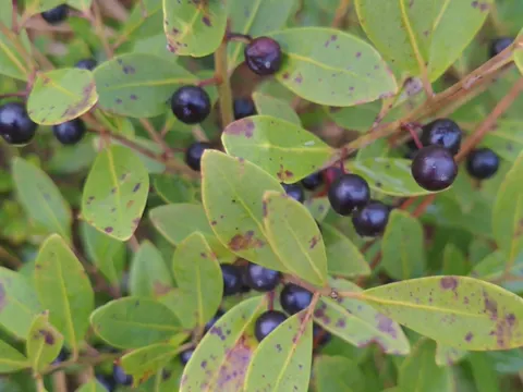 Ilex glabra