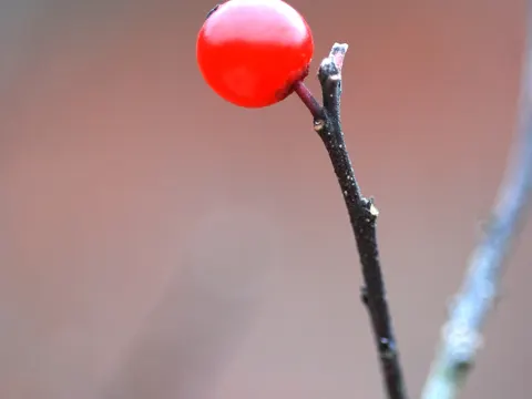Winterbeere