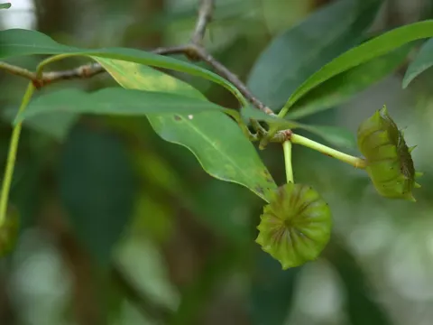 Florida-Sternanis (Illicium floridanum)
