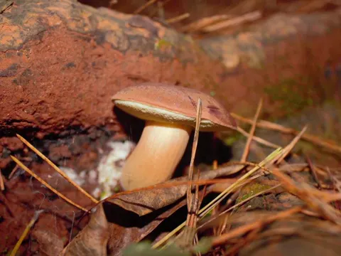 Bay Bolete