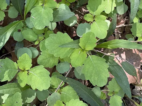 Spotted Touch-me-not