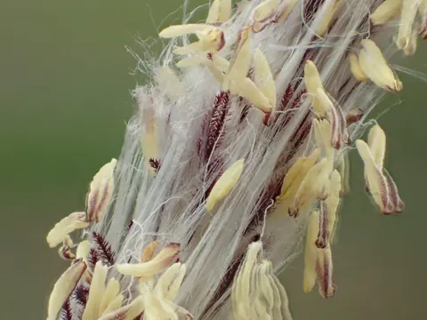 Blutgras (Imperata cylindrica)